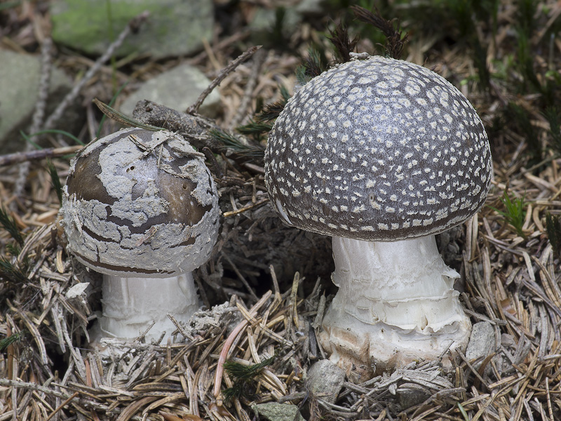 Amanita spissa